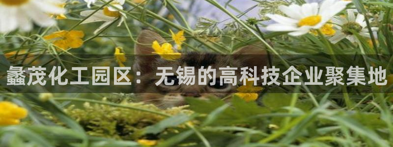 新城平台登录入口官网下载app